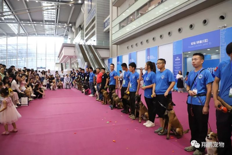 宠物玩具批发的崛起之路：案例解析